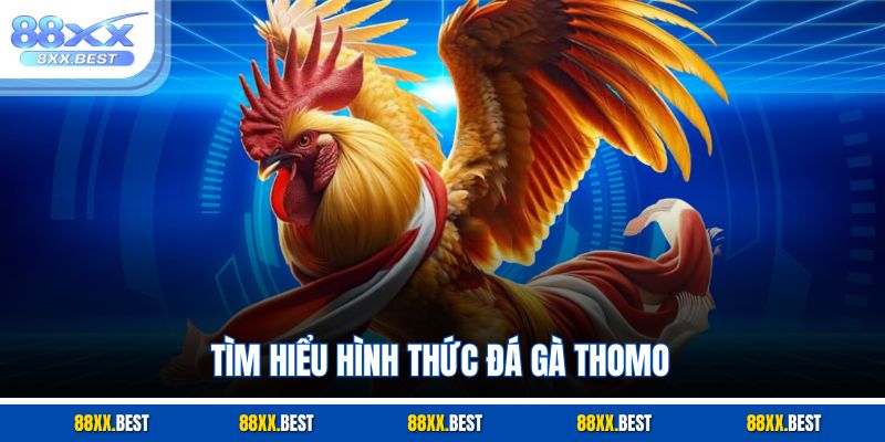 Tìm hiểu hình thức đá gà Thomo